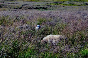 Isla Wettbewerb “Rams – der Kinofilm in der Schweiz” 1 schaf wettbewerb