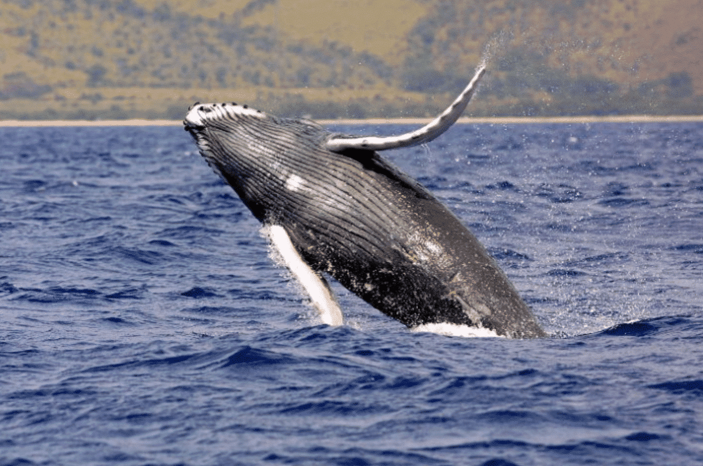 Camper & Motorhome Rental Iceland | The Adventure Menu 18 Twenty Humpbacks Spotted in Eyjafjörður