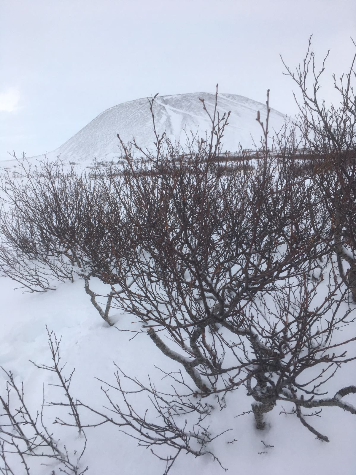 Camper & Motorhome Rental Iceland | The Adventure Menu 19 Schnee im Norden – Winterfahrt möglich / Snow again