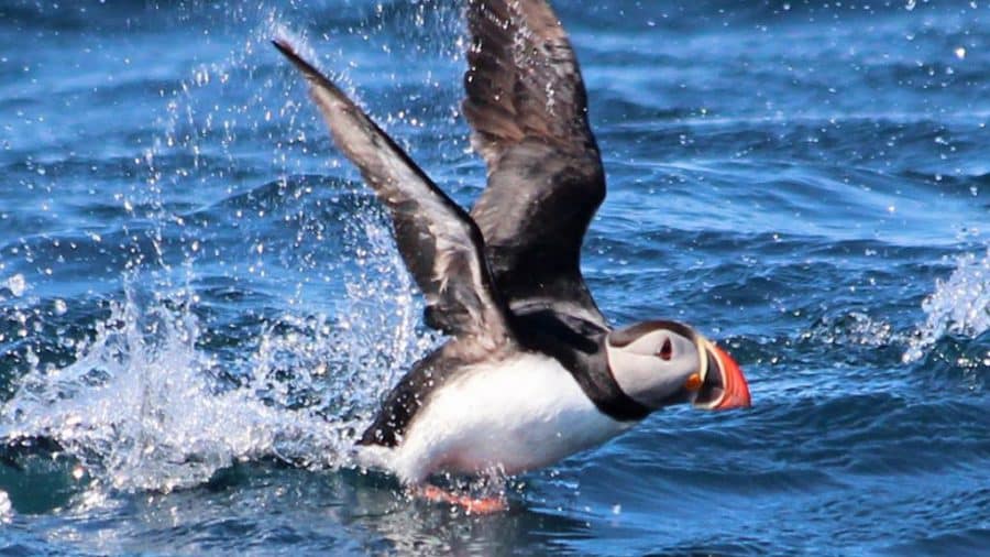 First Puffins of the Year Arrive in Iceland