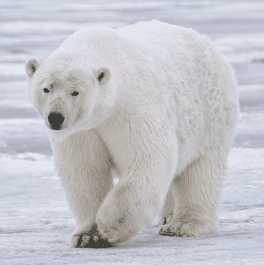 Camper & Motorhome Rental Iceland | The Adventure Menu 4 Possible Polar Bear Sighting in Northeast Iceland