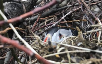 Iceland open from today & Puffins found 20km away from ocean