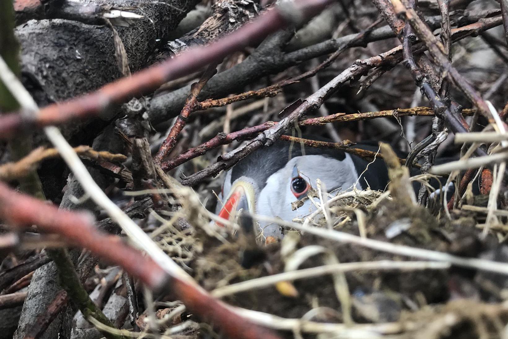 Iceland open from today & Puffins found 20km away from ocean