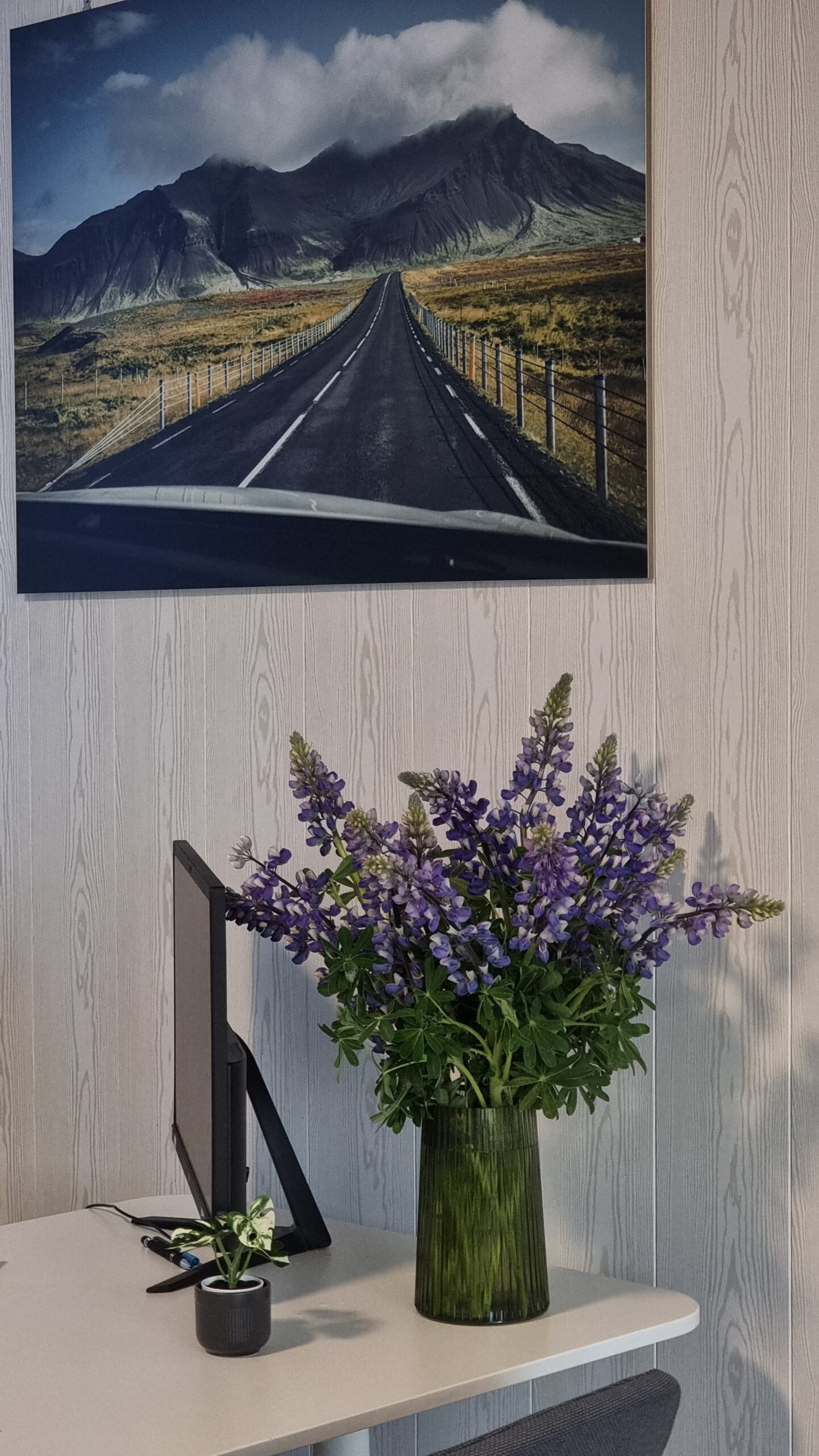 Die ersten Lupinen blühen: Willkommen im Sommer in Island