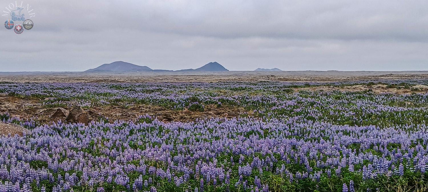 Lupinen